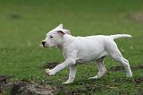DOGUE ARGENTIN 246